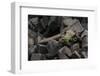 Wyoming. Pika Gathering Grasses for Haypile, Bridger National Forest-Judith Zimmerman-Framed Photographic Print