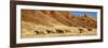 Wyoming, Shell, Horses Running-Hollice Looney-Framed Photographic Print