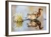 Wyoming, Sublette, Cinnamon Teal Pair Standing in Pond with Reflection-Elizabeth Boehm-Framed Photographic Print