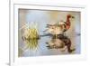 Wyoming, Sublette, Cinnamon Teal Pair Standing in Pond with Reflection-Elizabeth Boehm-Framed Photographic Print