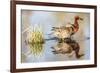 Wyoming, Sublette, Cinnamon Teal Pair Standing in Pond with Reflection-Elizabeth Boehm-Framed Photographic Print