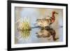 Wyoming, Sublette, Cinnamon Teal Pair Standing in Pond with Reflection-Elizabeth Boehm-Framed Photographic Print