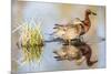 Wyoming, Sublette, Cinnamon Teal Pair Standing in Pond with Reflection-Elizabeth Boehm-Mounted Photographic Print