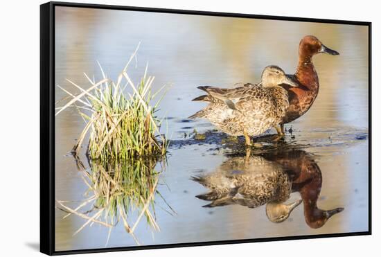 Wyoming, Sublette, Cinnamon Teal Pair Standing in Pond with Reflection-Elizabeth Boehm-Framed Stretched Canvas
