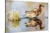 Wyoming, Sublette, Cinnamon Teal Pair Standing in Pond with Reflection-Elizabeth Boehm-Stretched Canvas