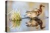 Wyoming, Sublette, Cinnamon Teal Pair Standing in Pond with Reflection-Elizabeth Boehm-Stretched Canvas
