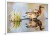 Wyoming, Sublette, Cinnamon Teal Pair Standing in Pond with Reflection-Elizabeth Boehm-Framed Photographic Print