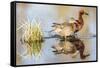 Wyoming, Sublette, Cinnamon Teal Pair Standing in Pond with Reflection-Elizabeth Boehm-Framed Stretched Canvas