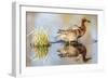 Wyoming, Sublette, Cinnamon Teal Pair Standing in Pond with Reflection-Elizabeth Boehm-Framed Photographic Print