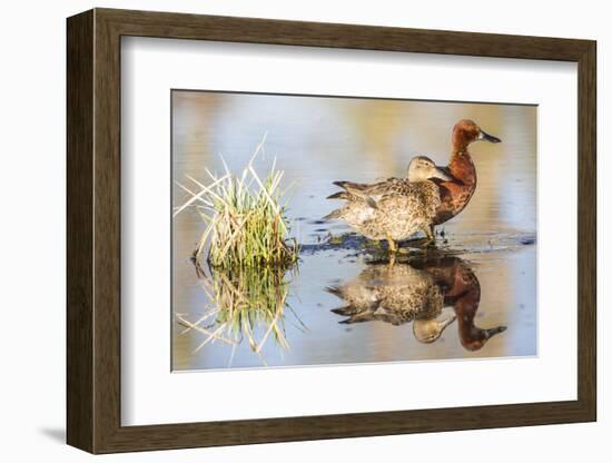 Wyoming, Sublette, Cinnamon Teal Pair Standing in Pond with Reflection-Elizabeth Boehm-Framed Photographic Print