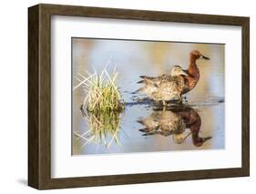 Wyoming, Sublette, Cinnamon Teal Pair Standing in Pond with Reflection-Elizabeth Boehm-Framed Photographic Print