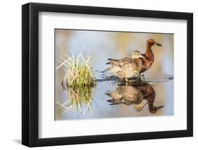 Wyoming, Sublette, Cinnamon Teal Pair Standing in Pond with Reflection-Elizabeth Boehm-Framed Photographic Print