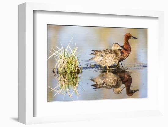 Wyoming, Sublette, Cinnamon Teal Pair Standing in Pond with Reflection-Elizabeth Boehm-Framed Photographic Print