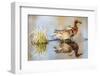 Wyoming, Sublette, Cinnamon Teal Pair Standing in Pond with Reflection-Elizabeth Boehm-Framed Photographic Print