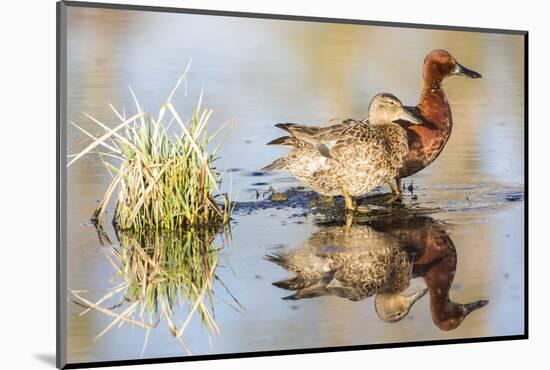 Wyoming, Sublette, Cinnamon Teal Pair Standing in Pond with Reflection-Elizabeth Boehm-Mounted Photographic Print