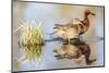 Wyoming, Sublette, Cinnamon Teal Pair Standing in Pond with Reflection-Elizabeth Boehm-Mounted Photographic Print