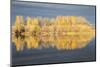 Wyoming, Sublette Co, Autumn Aspens in Sunlight with Stormy Clouds-Elizabeth Boehm-Mounted Photographic Print