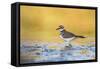 Wyoming, Sublette Co, Killdeer in Mudflat with Gold Reflected Water-Elizabeth Boehm-Framed Stretched Canvas