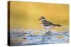 Wyoming, Sublette Co, Killdeer in Mudflat with Gold Reflected Water-Elizabeth Boehm-Stretched Canvas