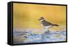 Wyoming, Sublette Co, Killdeer in Mudflat with Gold Reflected Water-Elizabeth Boehm-Framed Stretched Canvas