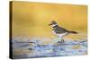 Wyoming, Sublette Co, Killdeer in Mudflat with Gold Reflected Water-Elizabeth Boehm-Stretched Canvas