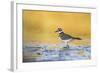 Wyoming, Sublette Co, Killdeer in Mudflat with Gold Reflected Water-Elizabeth Boehm-Framed Photographic Print