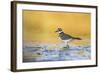 Wyoming, Sublette Co, Killdeer in Mudflat with Gold Reflected Water-Elizabeth Boehm-Framed Photographic Print