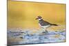 Wyoming, Sublette Co, Killdeer in Mudflat with Gold Reflected Water-Elizabeth Boehm-Mounted Photographic Print