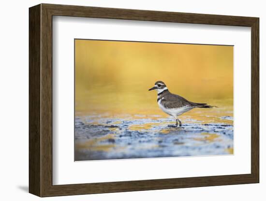 Wyoming, Sublette Co, Killdeer in Mudflat with Gold Reflected Water-Elizabeth Boehm-Framed Photographic Print