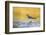 Wyoming, Sublette Co, Killdeer in Mudflat with Gold Reflected Water-Elizabeth Boehm-Framed Photographic Print