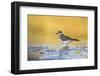 Wyoming, Sublette Co, Killdeer in Mudflat with Gold Reflected Water-Elizabeth Boehm-Framed Photographic Print