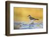 Wyoming, Sublette Co, Killdeer in Mudflat with Gold Reflected Water-Elizabeth Boehm-Framed Premium Photographic Print