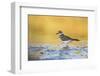 Wyoming, Sublette Co, Killdeer in Mudflat with Gold Reflected Water-Elizabeth Boehm-Framed Premium Photographic Print