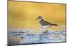 Wyoming, Sublette Co, Killdeer in Mudflat with Gold Reflected Water-Elizabeth Boehm-Mounted Premium Photographic Print