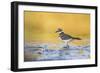 Wyoming, Sublette Co, Killdeer in Mudflat with Gold Reflected Water-Elizabeth Boehm-Framed Photographic Print