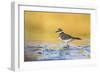 Wyoming, Sublette Co, Killdeer in Mudflat with Gold Reflected Water-Elizabeth Boehm-Framed Photographic Print