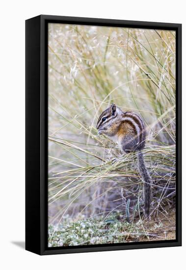 Wyoming, Sublette Co, Least Chipmunk Sitting on Grasses Eating-Elizabeth Boehm-Framed Stretched Canvas