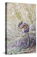 Wyoming, Sublette Co, Least Chipmunk Sitting on Grasses Eating-Elizabeth Boehm-Stretched Canvas