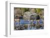 Wyoming, Sublette Co, Mule Deer Doe and Fawns Crossing a River-Elizabeth Boehm-Framed Photographic Print