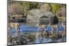 Wyoming, Sublette Co, Mule Deer Doe and Fawns Crossing a River-Elizabeth Boehm-Mounted Photographic Print