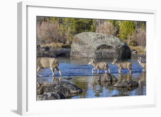 Wyoming, Sublette Co, Mule Deer Doe and Fawns Crossing a River-Elizabeth Boehm-Framed Photographic Print