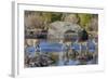 Wyoming, Sublette Co, Mule Deer Doe and Fawns Crossing a River-Elizabeth Boehm-Framed Photographic Print