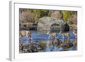 Wyoming, Sublette Co, Mule Deer Doe and Fawns Crossing a River-Elizabeth Boehm-Framed Photographic Print