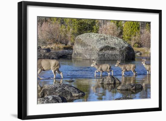 Wyoming, Sublette Co, Mule Deer Doe and Fawns Crossing a River-Elizabeth Boehm-Framed Photographic Print