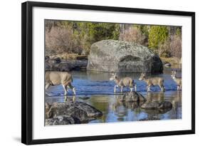 Wyoming, Sublette Co, Mule Deer Doe and Fawns Crossing a River-Elizabeth Boehm-Framed Photographic Print