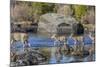 Wyoming, Sublette Co, Mule Deer Doe and Fawns Crossing a River-Elizabeth Boehm-Mounted Photographic Print