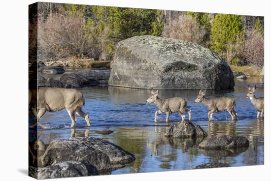 Wyoming, Sublette Co, Mule Deer Doe and Fawns Crossing a River-Elizabeth Boehm-Stretched Canvas