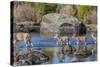 Wyoming, Sublette Co, Mule Deer Doe and Fawns Crossing a River-Elizabeth Boehm-Stretched Canvas