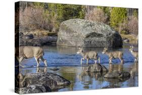 Wyoming, Sublette Co, Mule Deer Doe and Fawns Crossing a River-Elizabeth Boehm-Stretched Canvas