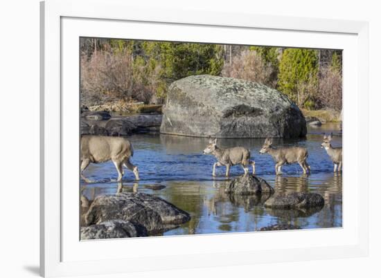 Wyoming, Sublette Co, Mule Deer Doe and Fawns Crossing a River-Elizabeth Boehm-Framed Photographic Print